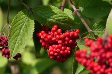 red currant berries