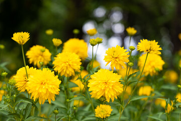 Many yellow flower on blurred bokeh background 