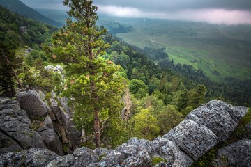 Pine tree grows on rocks above the magnificent landscape of the Lago Naki plateau. The Caucasus mountains, Adygea, Russia.