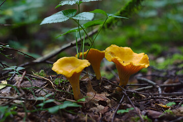 yellow triplets - mushrooms-chanterelles in the summer forest