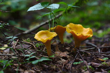 yellow triplets - mushrooms-chanterelles in the summer forest