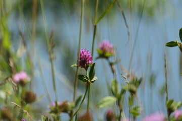 bee on thistle