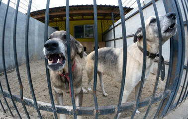 Animal abuse. Agressive stray dogs snarling behind bars in the aviary