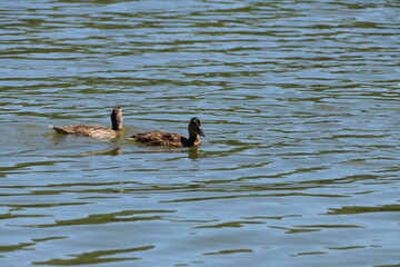ducks on the lake