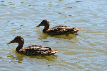 duck in the water