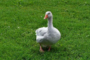 gans watschelt auf einer wiese