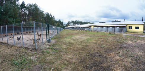 Municipal animal shelter. Row of open air cages, stray dogs barking behind bars