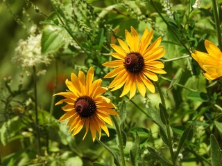 Two Flower blossums in green and diverse nature