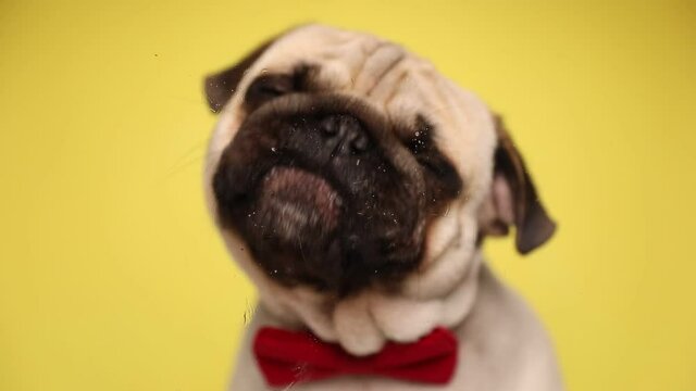 domestic cute mops dog being hungry, licking a glass, wearing a red bowtie and sitting on yellow background