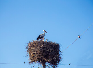 stork returning to their nests in the spring months, the stork's nest