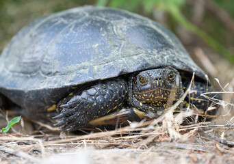 Large marsh turtle on the lake
