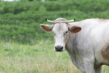 Naklejka na ściany i meble Rural cow grazing in the meadow