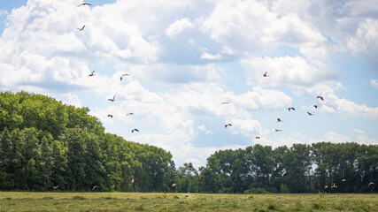Storks above a freshly cut meadow