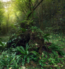 dense rainforest overgrown with  fern and moss