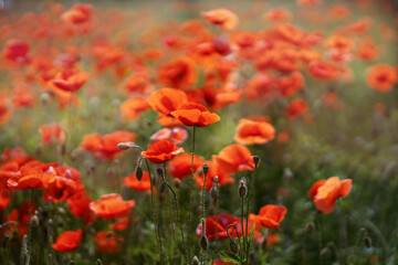 Poppy flower field. The forbidden flower is a soft drug. Summer background.
