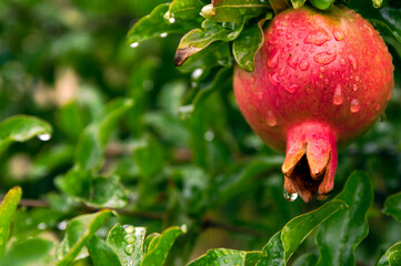 ざくろと緑色のテクスチャー