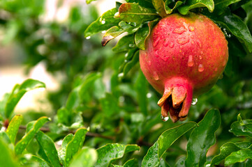 ざくろと緑色のテクスチャー