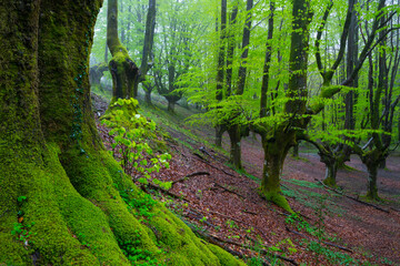 Beech forest, Otzarreta beech forest, Gorbeia Natural Park, Bizkaia, Basque Country, Spain, Europe