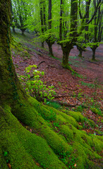 Beech forest, Otzarreta beech forest, Gorbeia Natural Park, Bizkaia, Basque Country, Spain, Europe
