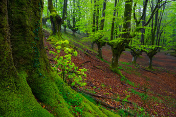 Beech forest, Otzarreta beech forest, Gorbeia Natural Park, Bizkaia, Basque Country, Spain, Europe