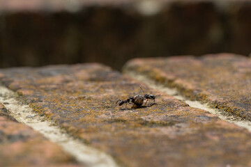 餌を取り合う蟻