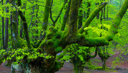 Beech forest, Otzarreta beech forest, Gorbeia Natural Park, Bizkaia, Basque Country, Spain, Europe