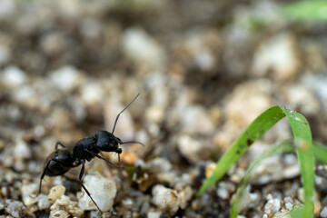 公園にいる一匹の大きな蟻