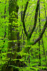 Beech forest, Otzarreta beech forest, Gorbeia Natural Park, Bizkaia, Basque Country, Spain, Europe