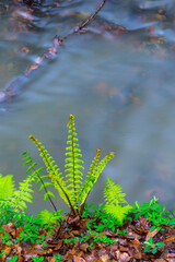 Fern, Otzarreta beech forest, Gorbeia Natural Park, Bizkaia, Basque Country, Spain, Europe