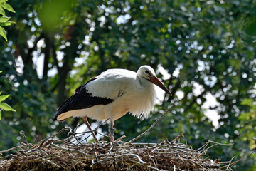storch im nest