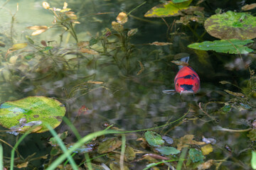 池にいる鯉