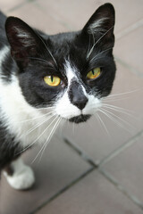 Portrait of a cat with a black nose and yellow eyes