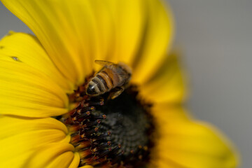 ひまわりとミツバチ