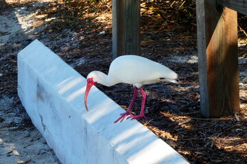 Beautiful white bird with red spout