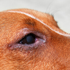 portrait of a dog with eye problem, conjunctivitis. Dog with bad swollen eyes due to an infection, dogs eye viewed from the side close up, in a square format, selective focus to ad copy space.