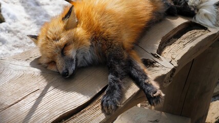 Cute fox sleep on bench in Zao fox village. Miyagi, Japan
 - Powered by Adobe