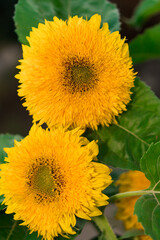 Bloom, with petals of bright yellow color, buds of a decorative sunflower, shot close-up, against the background of its green foliage.