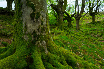 Beech forest, Oianleku, Peñas de Aia Natural Park, Gipuzkoa, Basque Country, Spain, Europe