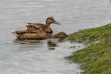Pair Mallard Anas platyrhynchos Feeding On Eume River Mouth Pontedeume Galicia