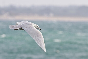 Glaucous Gull (Larus hyperboreus), 2cy, off Sandy Cove, Newlyn, Cornwall, England, UK.