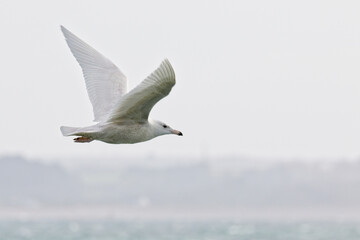 Glaucous Gull (Larus hyperboreus), 2cy, off Sandy Cove, Newlyn, Cornwall, England, UK.