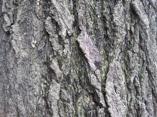 Close-up photo of the bark