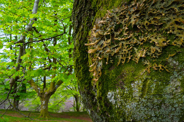 Beech forest, Oianleku, Peñas de Aia Natural Park, Gipuzkoa, Basque Country, Spain, Europe
