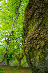 Beech forest, Oianleku, Peñas de Aia Natural Park, Gipuzkoa, Basque Country, Spain, Europe