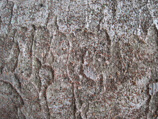 Close-up photo of the bark