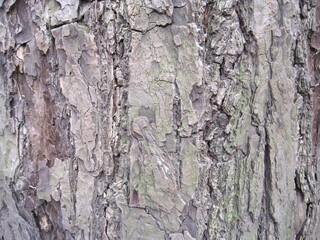 Close-up photo of the bark