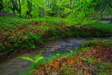 Obraz premium Beech forest, Otzarreta beech forest, Gorbeia Natural Park, Bizkaia, Basque Country, Spain, Europe