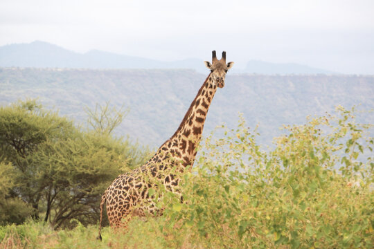 Masai giraffe (Giraffa Camelopardalis) in the Shompole area in the Great Rift Valley, near Lake Magadi, Kenya.