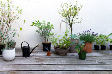 Terrasse, Balkon, Pflanzen, Kräuter