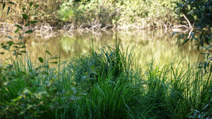 green grass and water